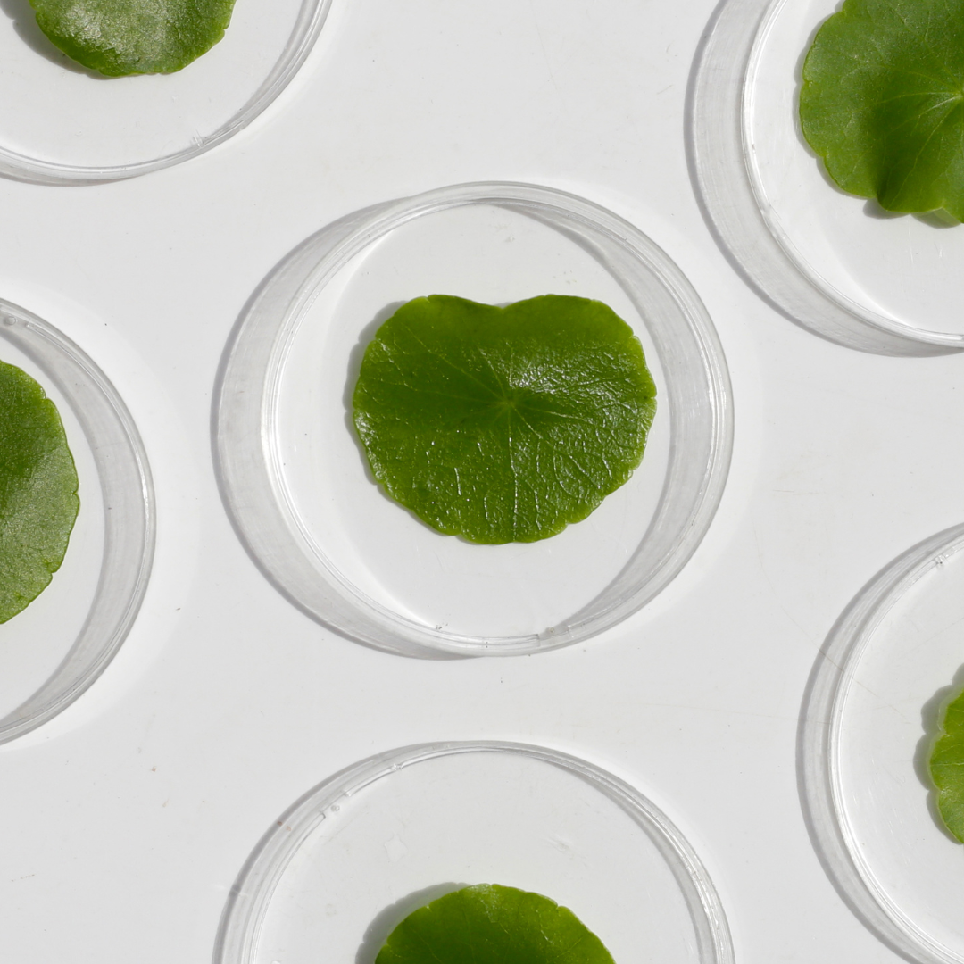 The Nuances of an Ingredient Dec