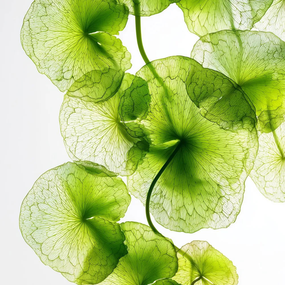 Hanbang: The Ancient Korean Medicine Philosophy Behind Some of K-Beauty's Most Powerful Ingredients