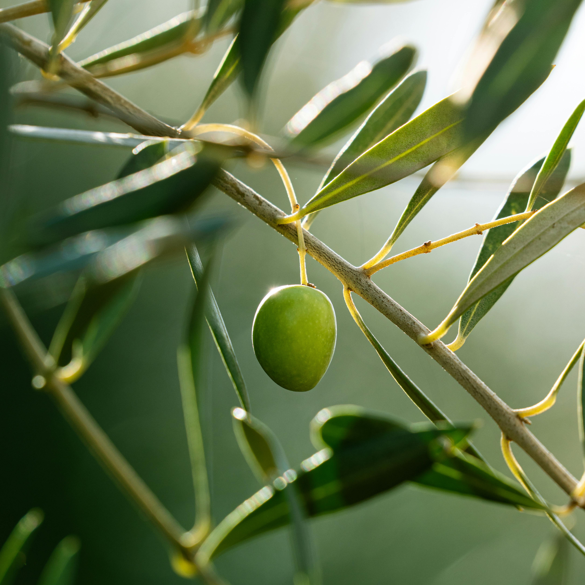 Olive Young is Coming to the US. Here's What It Means for Us