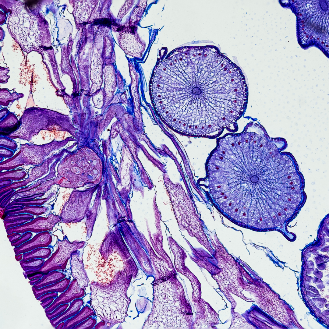 The Truth About Plant-Derived Exosomes